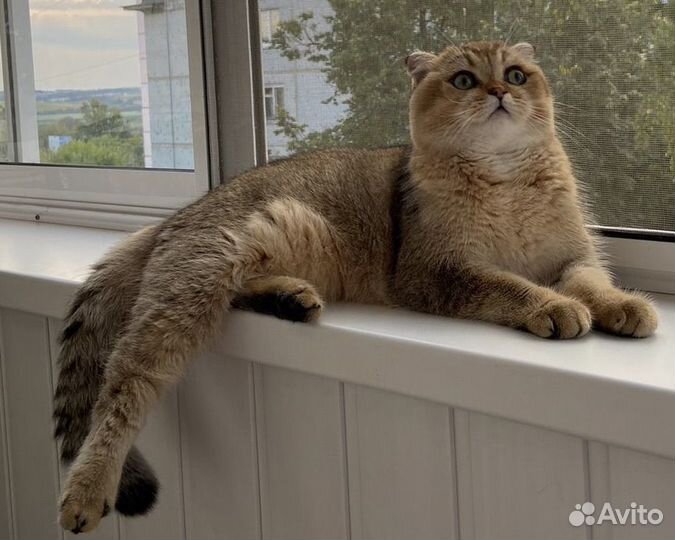 Анонс. Шотландские котята