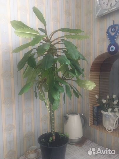 Малочай гребенчатый 1метр.1600