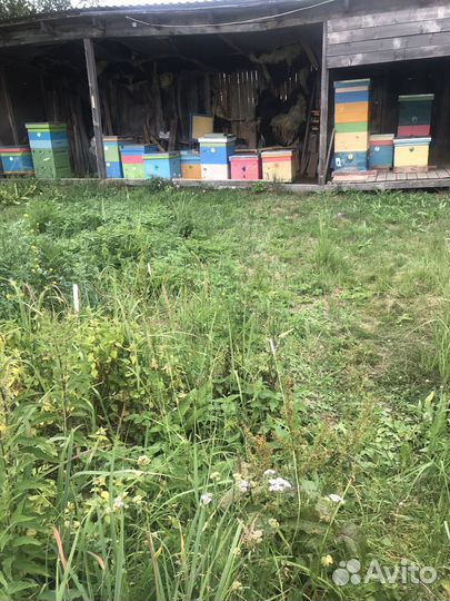 Пчелы и улья