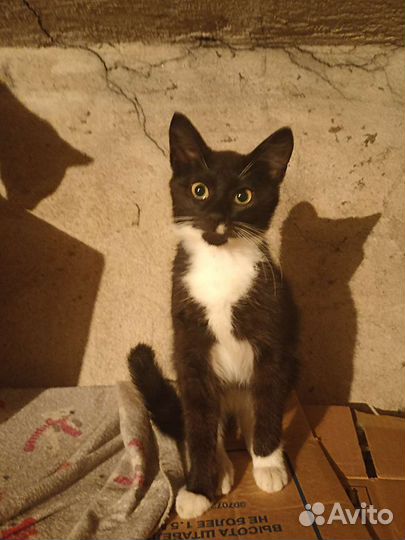 Котенок в надежные руки