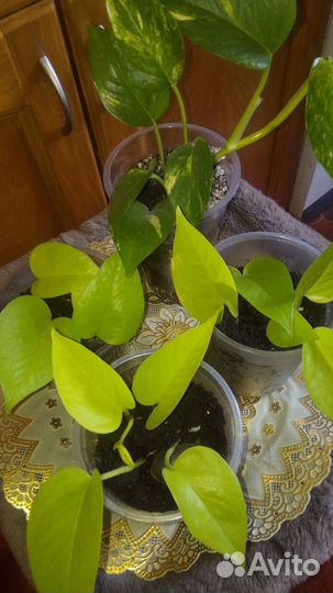 Эпипремнум неон