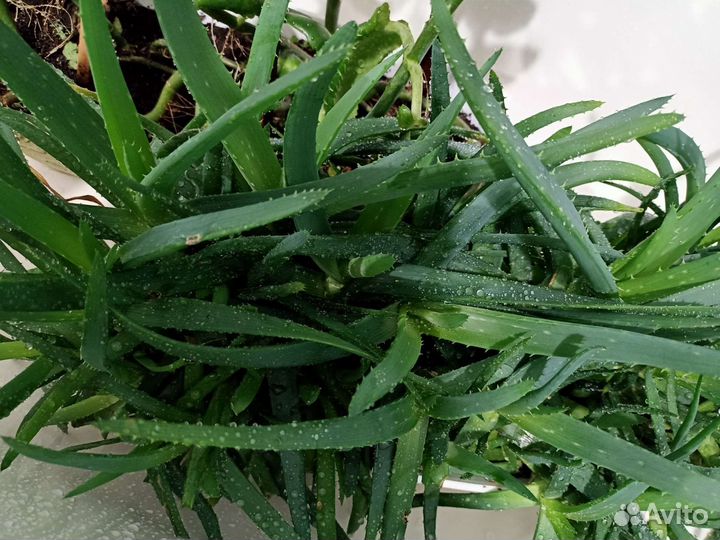 Алоэ лечебный