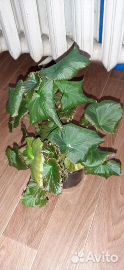 Комнатные цветы