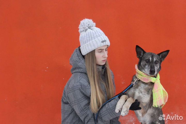 Небольшой пёсик ищет семью