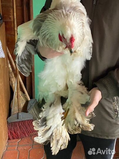 Брама голубоколумбийская