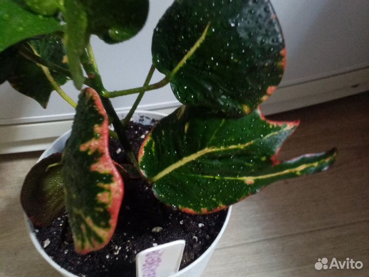 Кротон Тайский