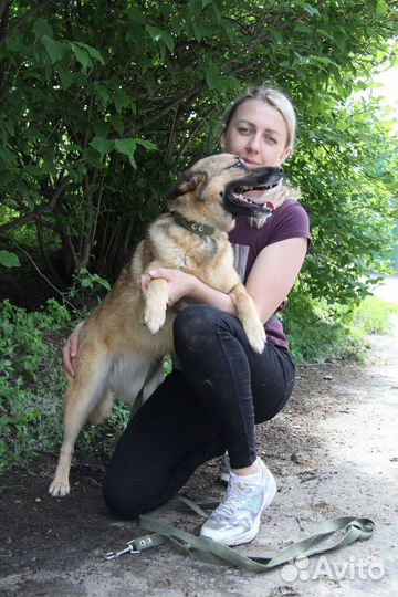 Собака в добрые руки отдам бесплатно