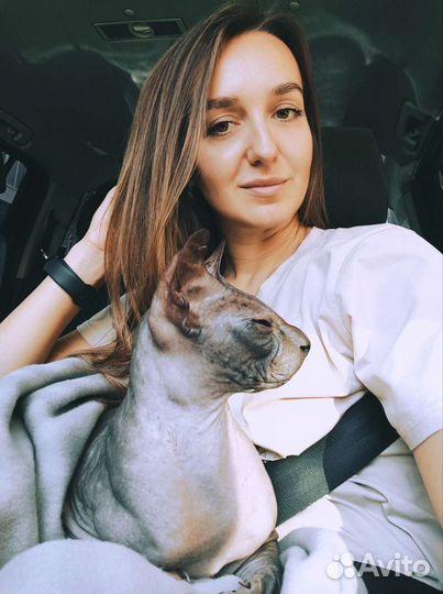 Зооняня / Передержка кошек