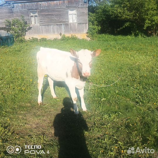 Телята и телочки