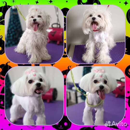 Грумер. Груминг стрижка собак и кошек