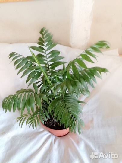 Пальма хамедорея
