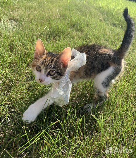 Котенок девочка в добрые руки
