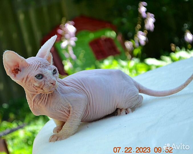 Канадский сфинкс девочка