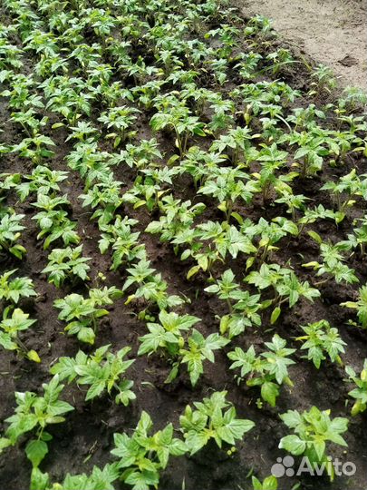 Рассада для теплиц и открытого грунта в ассортимен