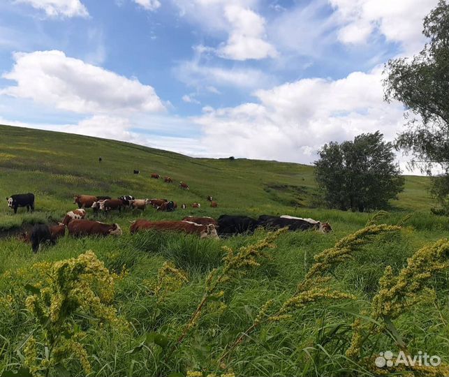 Молоко, творог, сыр,сметана, масло - всё домашнее