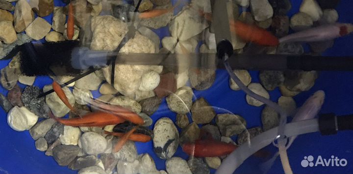 Живая рыба для пруда