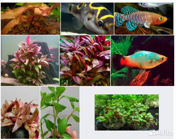 Рыбки для аквариума, растения, улитки, креветки