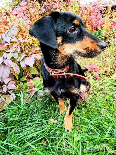 Ищу новых хозяев для собаки