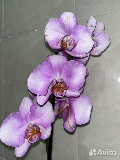 Орхидея фаленопсис