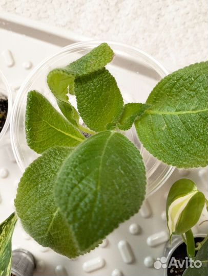 Растения по 300