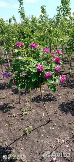 Роза на штамбе