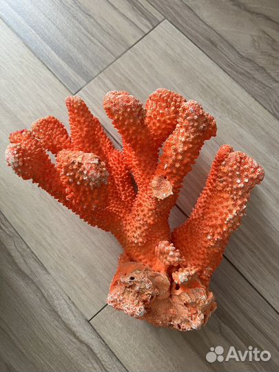 Натуральный коралл