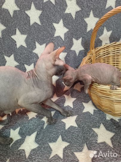 Донской сфинкс котята