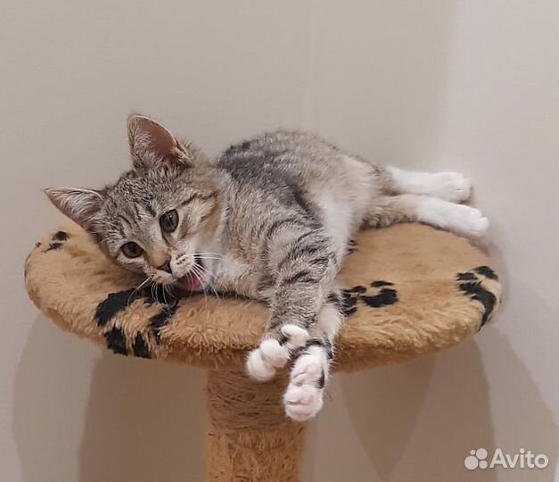 Полосатый котенок Нюша