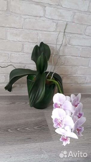 Орхидея фаленопсис