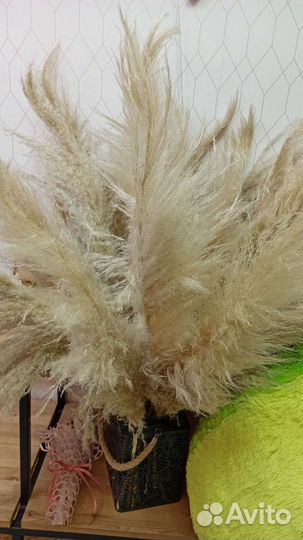 Пампасная трава