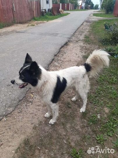 Умные сторожевые собаки Отличные друзья хозяев и и