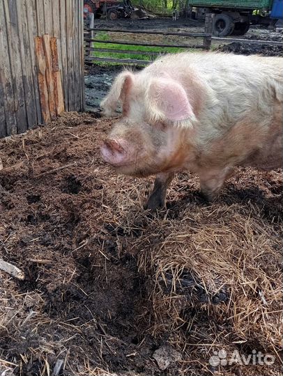 Сельхоз животные