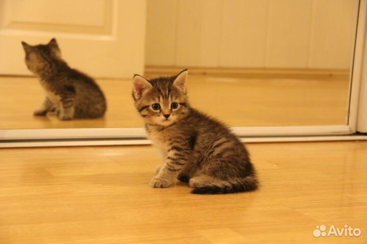 Котята сладкие милые пушистые друзья