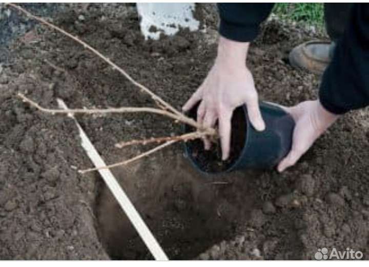 Саженцы Малины,Черной смородины,Ежевики