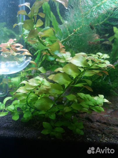 Растение в аквариум