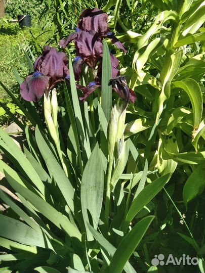 Ирис, безвременник, хоста