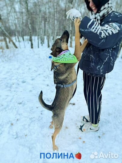 Собака бесплатно