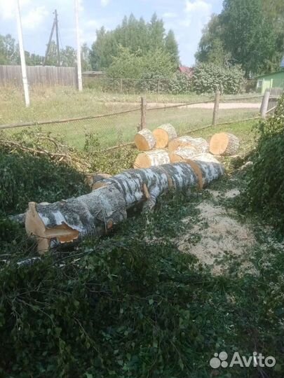 Спил деревьев