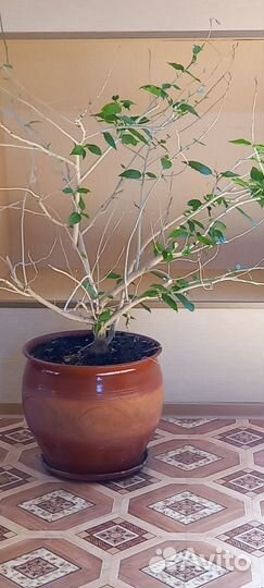 Гибискус китайская роза