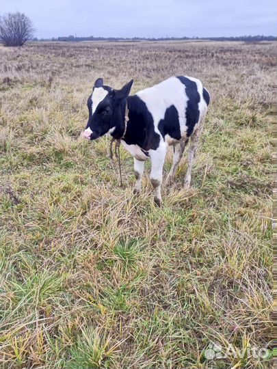 Бычок 4 месяца