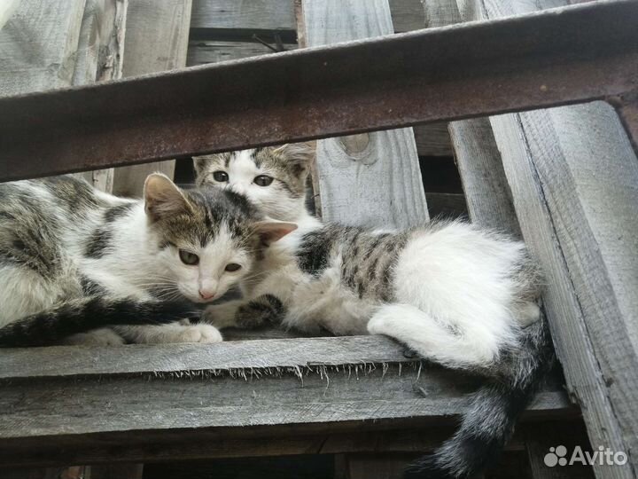 Котята в добрые руки бесплатно