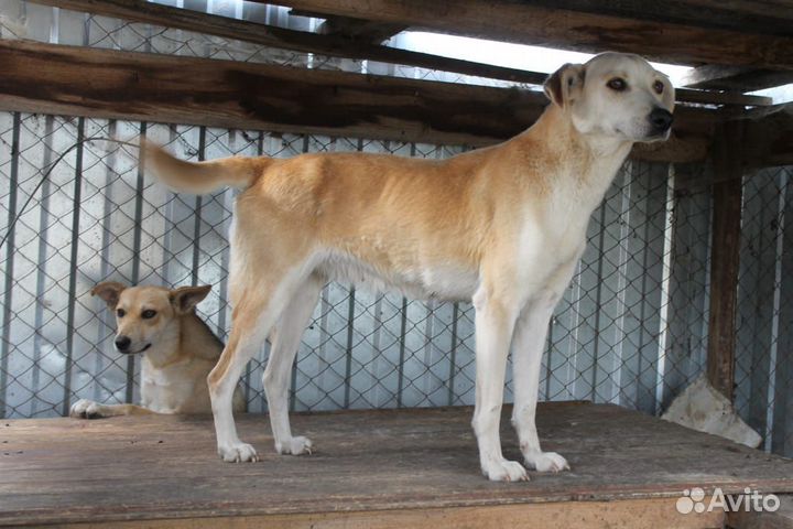 Собаки в добрые руки