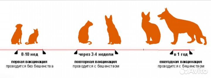 Ветврач/Ветеринарный врач на дом