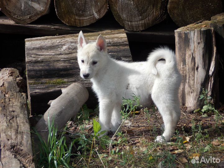 Собаки щенки лайки