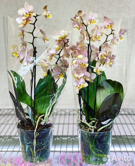 Эксклюзивные орхидеи