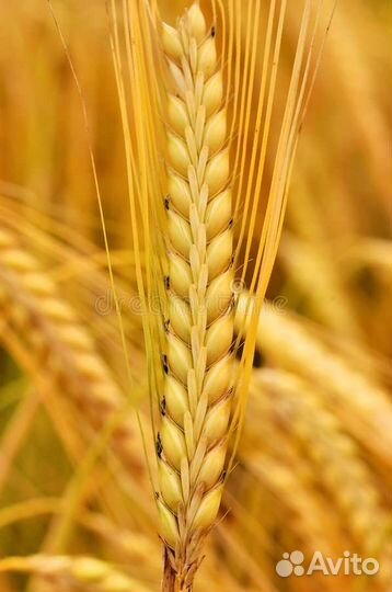 Пшеница, рожь, овес