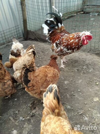 Продажа породной птицы