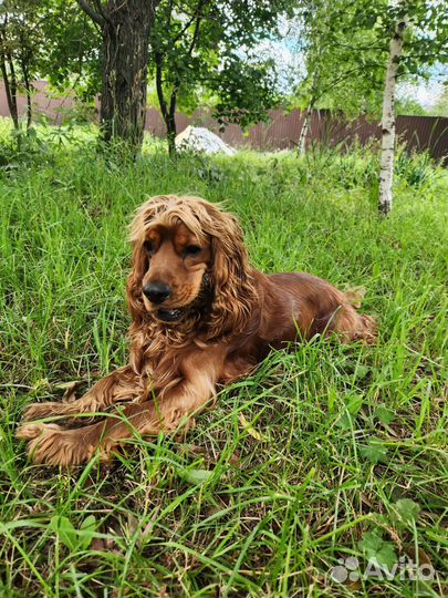 Спаниэль для вязки