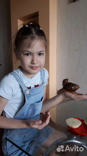 Улитки ахатины