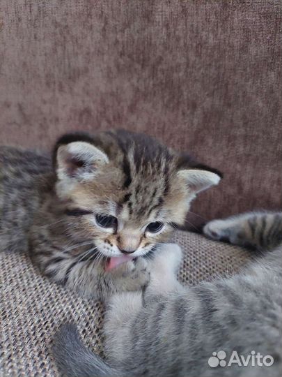 Шотландская кошка